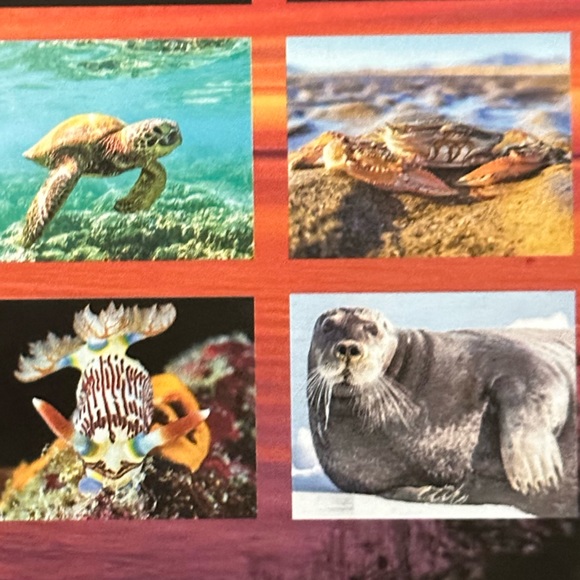 Office 16 Month Ocean Conservancy 224 Ocean Wildlife Calendar Poshmark